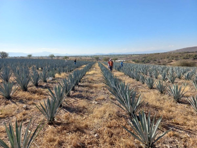 El mezcal del estado de Morelos data de hace un siglo, por lo que busca estar dentro del grupo de entidades productoras de esta apreciada bebida.