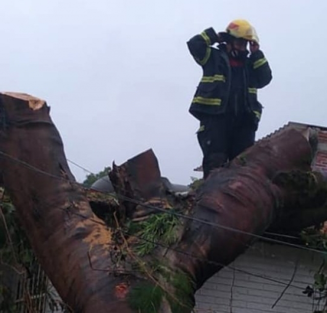 Caen árboles a consecuencia de las lluvias en varias colonias de Cuernavaca