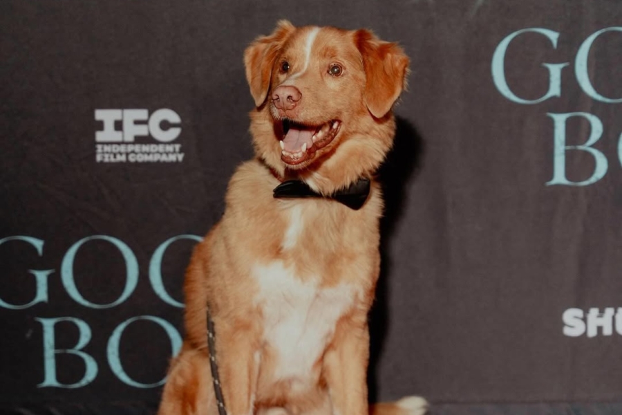 El perro Indy hace historia: primera nominación a Mejor Actor en los Premios Astra 2026