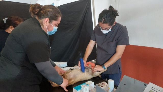 Ayuntamiento de Jiutepec implementa programa de esterilización de perros y gatos