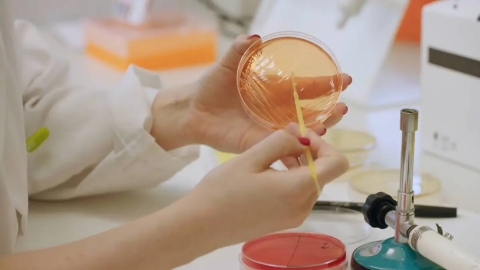 Descubren bacteria intestinal que podría ayudar contra la obesidad