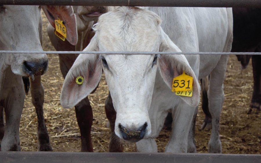 Estados Unidos suspende importación de ganado mexicano por nuevo caso de gusano barrenador