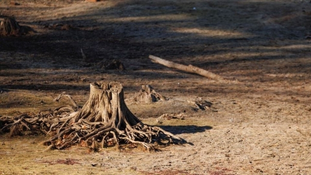 ONU compromete más de 12 mil mdd para enfrentar la desertificación y sequía