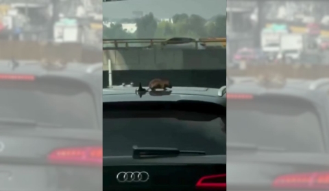 Rata se sube a lujosa camioneta en movimiento en CDMX y el video se vuelve viral