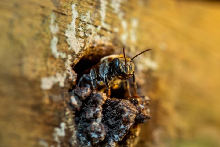 Hallan abejas momificadas desde hace 3.000 años en Portugal