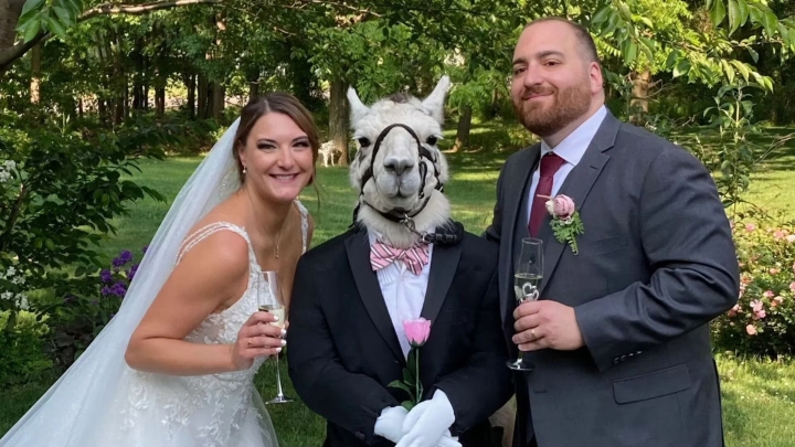 Visten a llama con esmoquin y se vuelve el &#039;padrino&#039; ¡de una boda!; fotos se vuelven virales