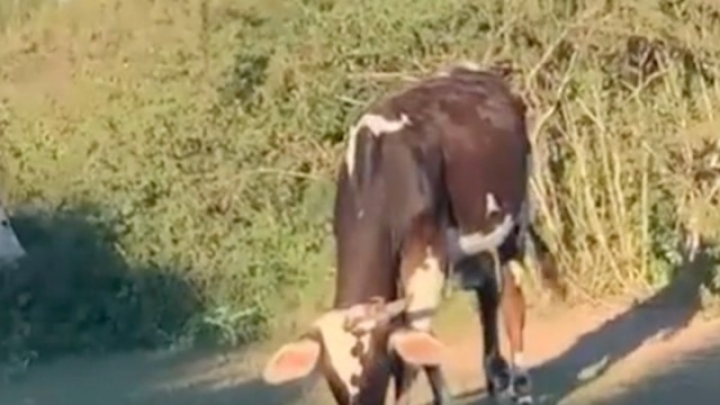 Disfrutaban picnic, pero una vaca salvaje les interrumpe el momento