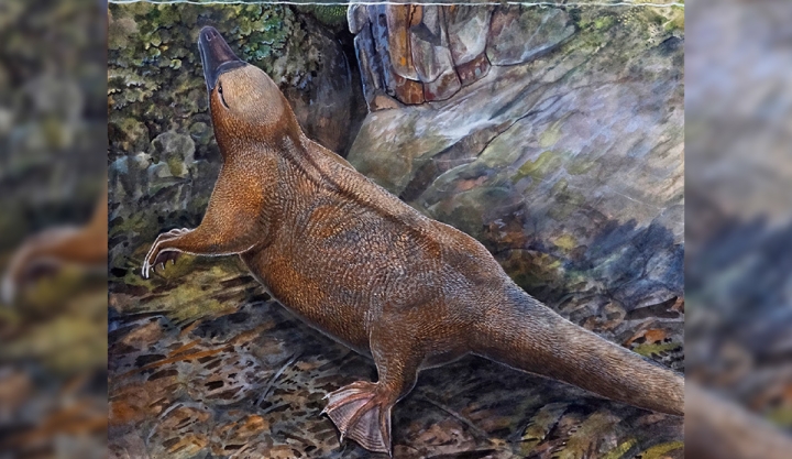 Fósil de 100 millones de años revela origen acuático de los ornitorrincos y los equidnas