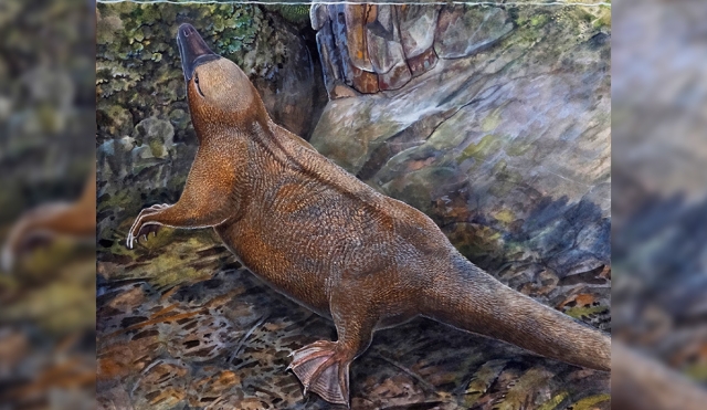 Fósil de 100 millones de años revela origen acuático de los ornitorrincos y los equidnas