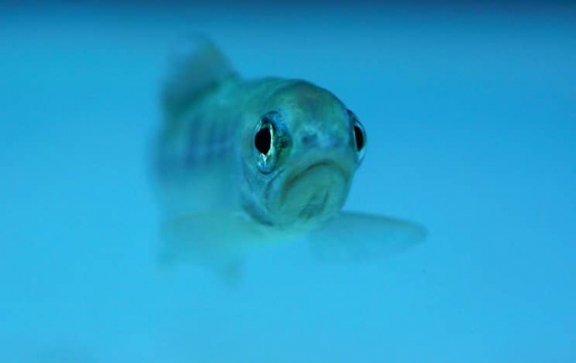 Los restos de antidepresivos que llegan al océano están cambiando el comportamiento de los peces