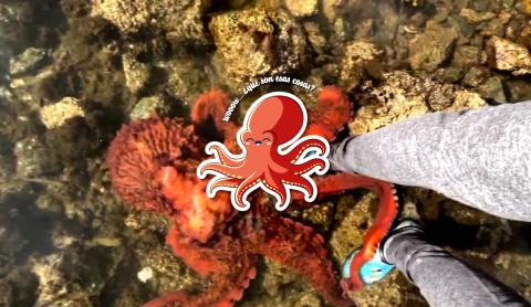 Un pulpo curioso establece vínculo con una mujer: el video que está cautivando las redes