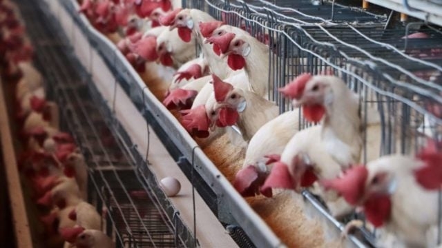 OMS advierte que el virus de gripe aviar podría mutar para infectar fácilmente a los humanos