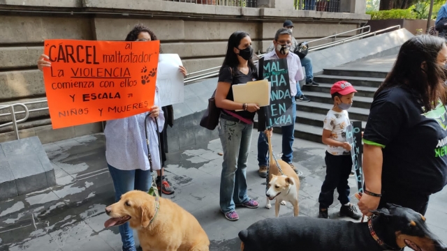 Animalistas exigen aprobar reforma contra maltrato y abandono