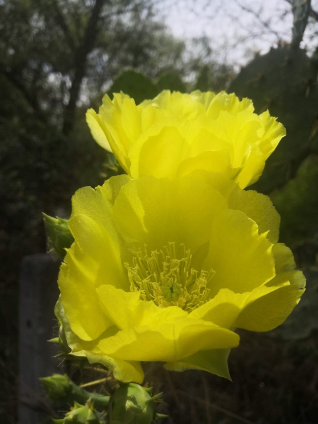 Hueles a campo las flores de abril  de tristes miradas de días sin ti....