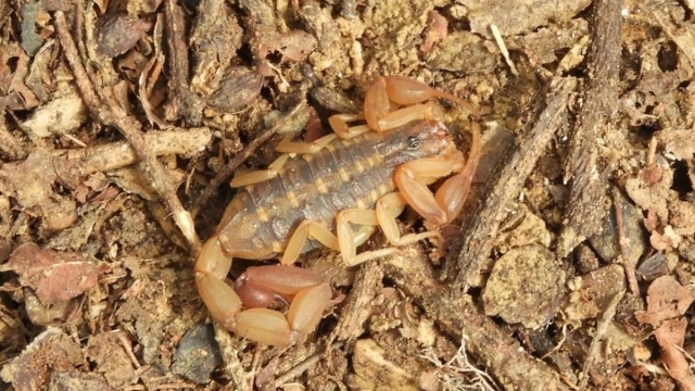 Descubren nueva especie de alacrán ‘peligroso’ en Sinaloa: Estas son sus características