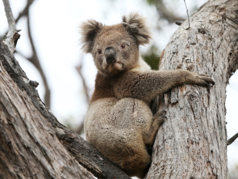 Más de 700 koalas sacrificados tras incendio en Australia