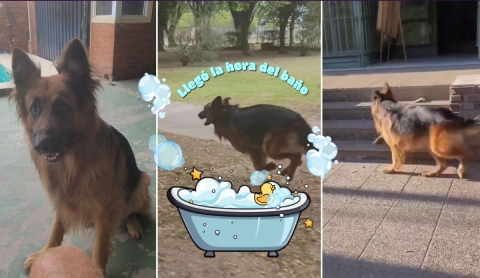 León, el perro que conquista TikTok con su amor por los baños