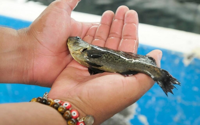 Liberan 40 mil crías de totoaba en Baja California Sur para conservar especie