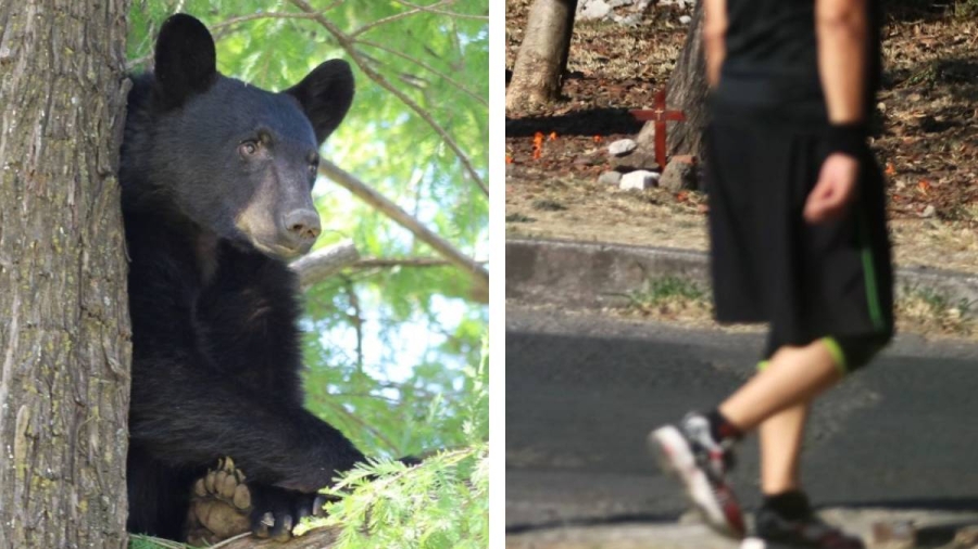 Elegir al oso: El trend de TikTok que visibiliza la violencia de género