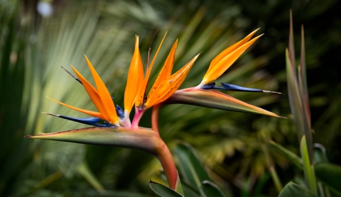 Tres plantas de hojas grandes para transformar tu hogar