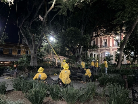 Retira Gobierno de Morelos árbol en plaza de armas para garantizar seguridad de transeúntes y reforestación urbana