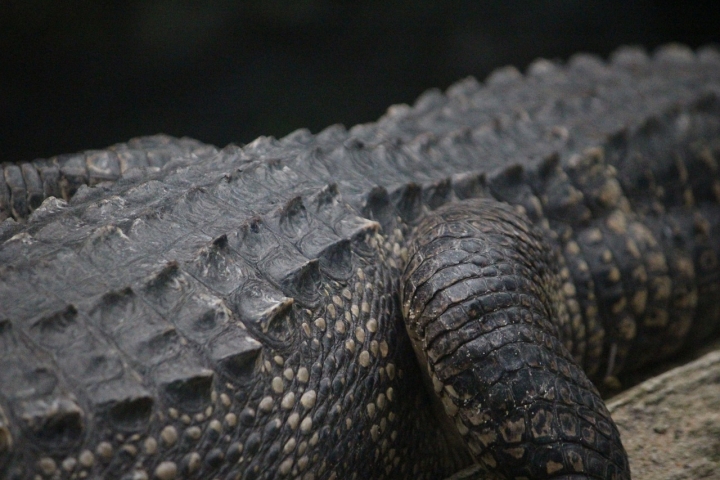 Encuentran piel fosilizada de un reptil 21 millones de años más antigua que otras muestras