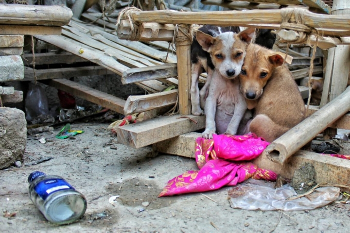 Día internacional de los animales callejeros: ¿Por qué se celebra el 4 de abril?