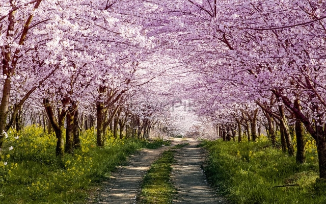 En Japón se celebra el &#039;Hanami&#039; pese a miedo por aumento de contagios por Covid-19