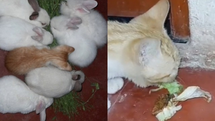 Gatito se cría entre conejos y ahora come lechuga