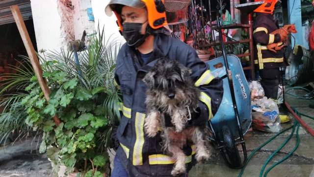 Sofocaron bomberos incendio en vivienda en Ocotepec; rescataron a dos canes