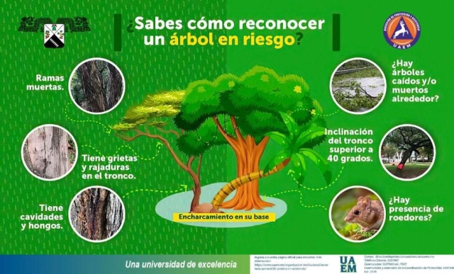 Efectúan en campus Chamilpa de UAEM revisión de árboles en riesgo de caer