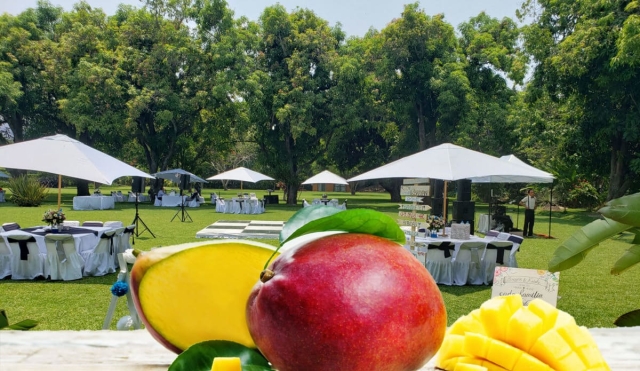 Celebrarán “El Día del Mango” en Tetecala