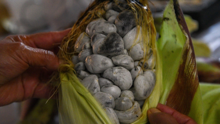 &#039;Oro negro&#039; mexicano: Combate las arrugas y mejora tu salud con el huitlacoche