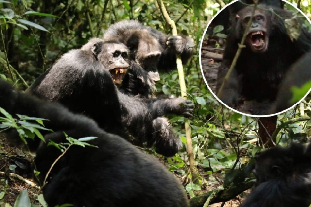 El mayor grupo de chimpanc&eacute;s del mundo  se divide y termina en violencia letal