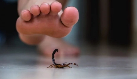 ¿Qué puede atraer a los alacranes a tu casa y cómo evitar que entren a tu hogar?