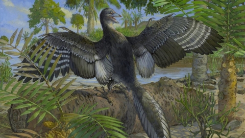 Ilustración que muestra al Archaeopteryx en vida, incluidas sus plumas terciarias que lo habrían ayudado a volar.