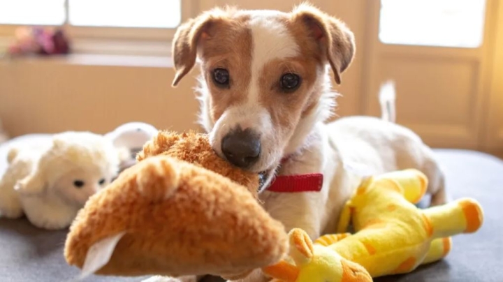 Cómo y cuándo lavar los peluches de los perros para evitar gérmenes