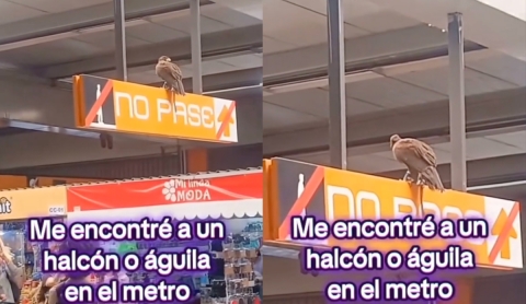 Aguililla sorprende a usuarios en estación Rosario del Metro CDMX