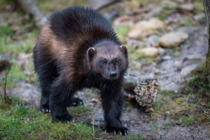 Reinsertar 20 especies de animales podría frenar al cambio climático