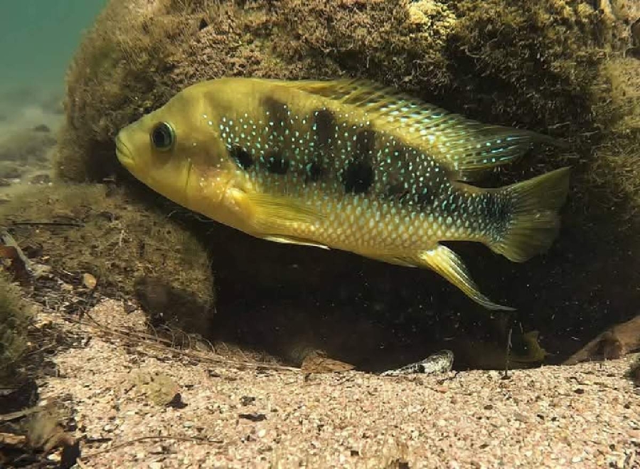 La mojarra copetona o criolla es una especie nativa de la laguna de Coatetelco, por lo que se busca su preservación.
