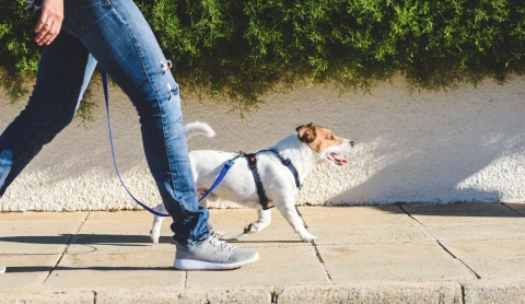 Claves para pasear a tu perro sin estrés y disfrutar juntos cada salida