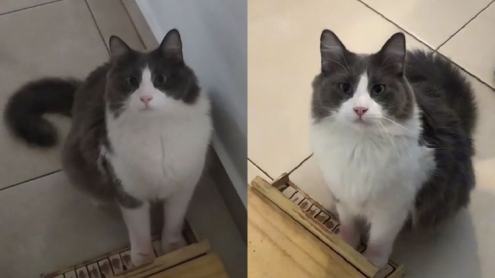 Limón, el gatito pianista que conquista en TikTok con su talento