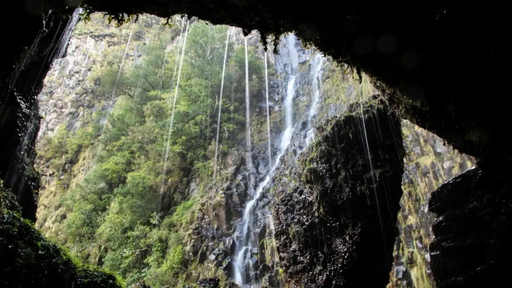 Científicos descubren un bosque ancestral oculto en un pozo al sur de China