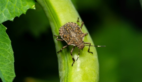 Así puedes identificar a las chinches besuconas y qué hacer si encuentras una en casa