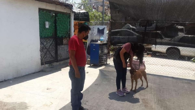 Animalistas piden mano dura contra maltratadores