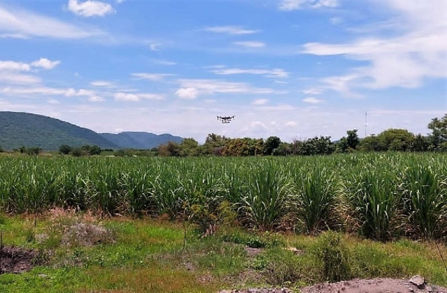 El uso de los drones permite a los productores ahorrar en insecticidas y fungicidas.