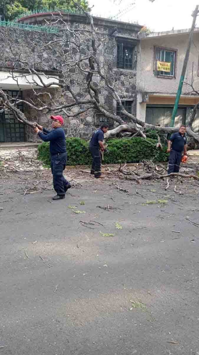 Aumenta caída de árboles en Cuernavaca por las lluvias  