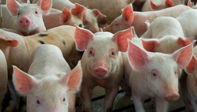 Hong Kong sacrificará a más de 900 cerdos