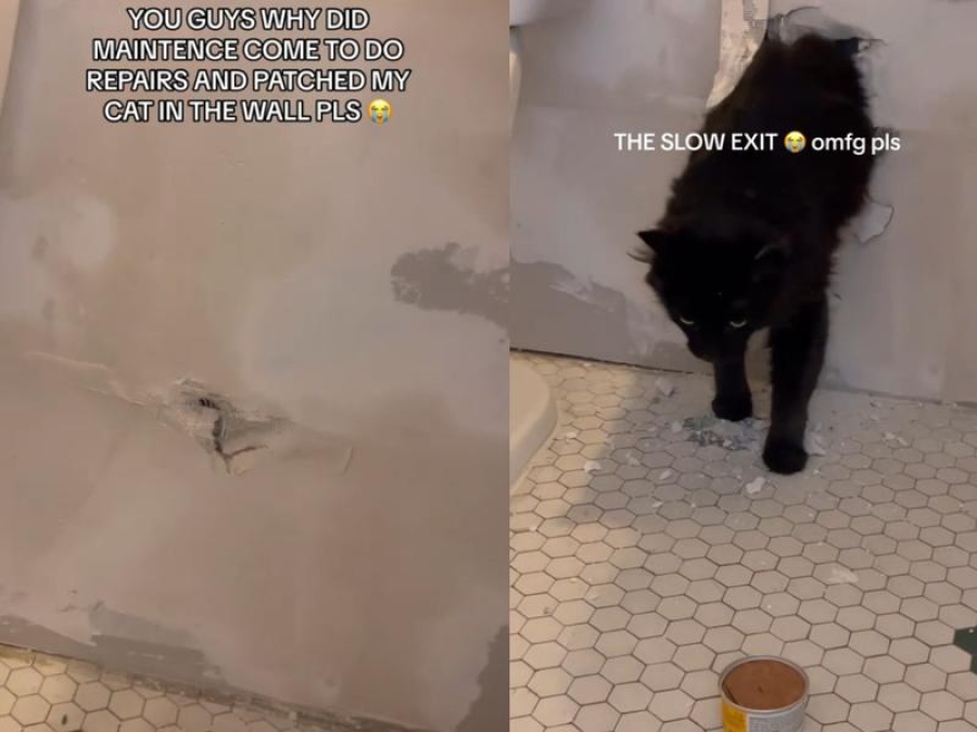 Gato queda atrapado en muro tras reparaciones en casa; así lo rescataron