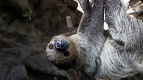 Imagen ilustrativa de un perezoso.